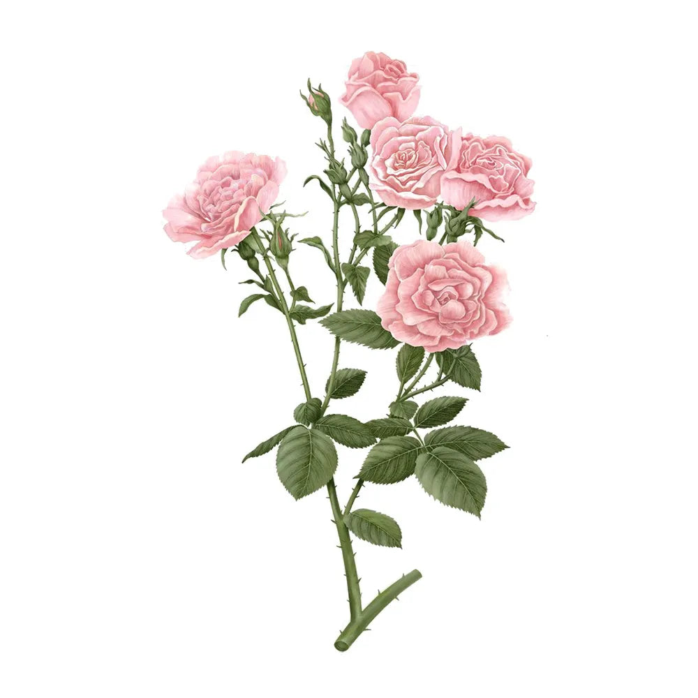 Carrière Frères - Palets Botaniques Parfumés Rose de Damas